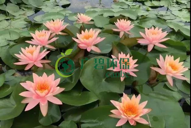 河道治理:水生植物的選擇與種植(圖5) 河道治理:水生植物的選擇與種植(圖5)