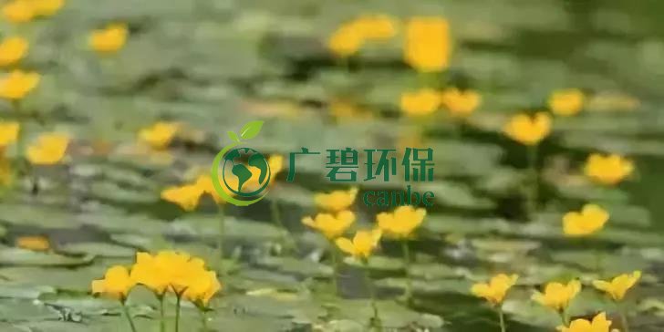 河道治理:水生植物的選擇與種植(圖6) 河道治理:水生植物的選擇與種植(圖6)